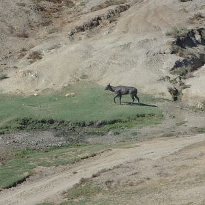Asian Savannah - Malayan Sambar