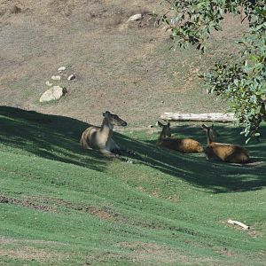 Asian Savannah - Nilgai & Barasingha