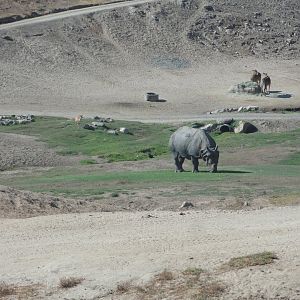 Asian Savannah - Indian Rhino