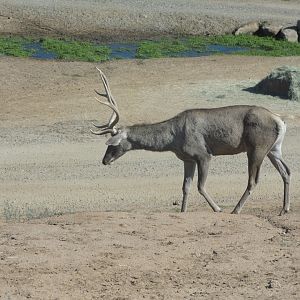 Bactrian Wapiti