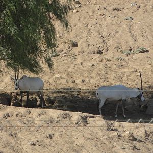 Arabian Oryx
