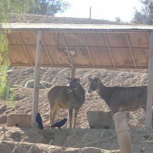 White Lipped Deer (Thorold's Deer)
