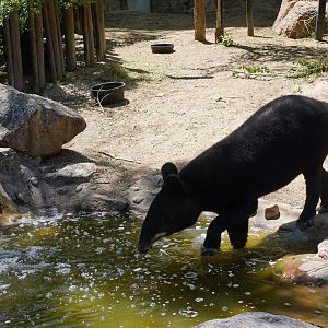 Mountain Tapir