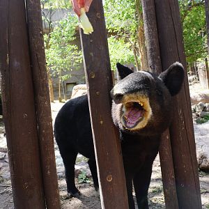 Mountain Tapir