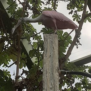 Roseate Spoonbill