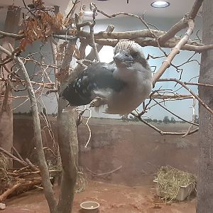 Laughing Kookaburra
