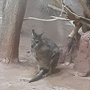 Tammar Wallaby