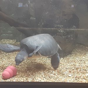 Carettochelys insculpta