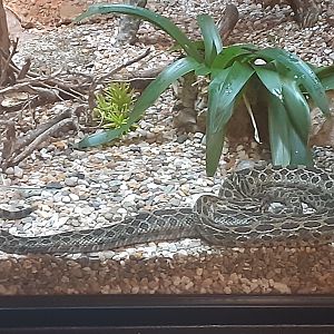 Crotalus polystictus