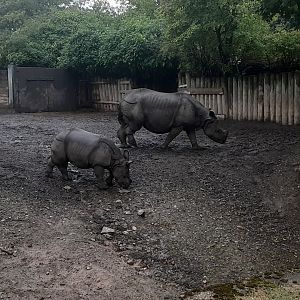 Greater One-horned Rhino Mother and Daughter