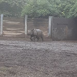 'Georgia' the Greater One-horned Rhino Calf