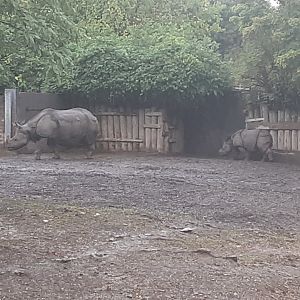 Greater One-horned Rhino Daughter Following Mother