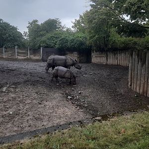 Greater One-horned Rhino Mother and Daughter