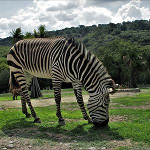 Mountain Zebra Africam Safari