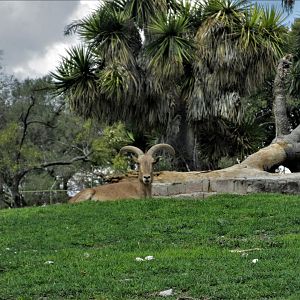Aoudad Africam Safari