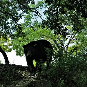 american black bear africam safari