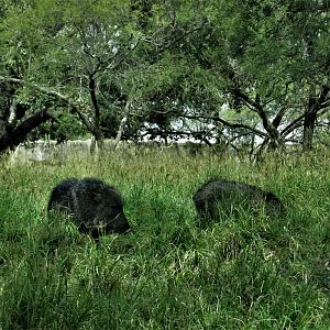 chacoan peccaries africam safari