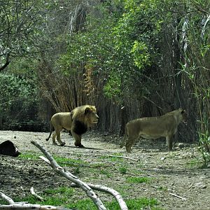 african lions africam safari