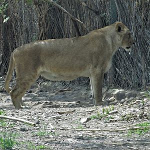 african lioness africam safari