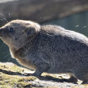 Baby Rock Hyrax
