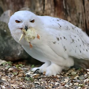 Snowy Owl