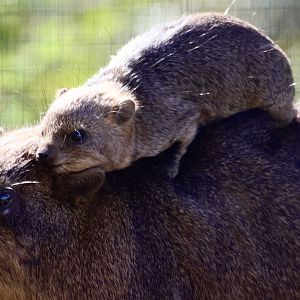Baby Rock Hyrax, chilling on mum