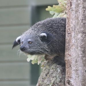 Rosie the Binturong