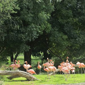 CARIBBEAN FLAMINGOS AFRICAM SAFARI