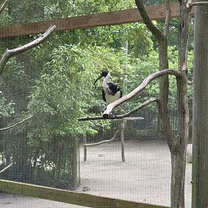 Salisbury - Straw-necked ibis