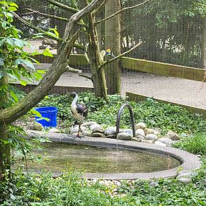 Salisbury - Straw-necked ibis, eastern rosella