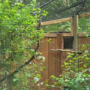 Salisbury - Spotted whistling duck in a tree (whistling!)
