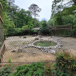 Salisbury - Bennett's Wallaby