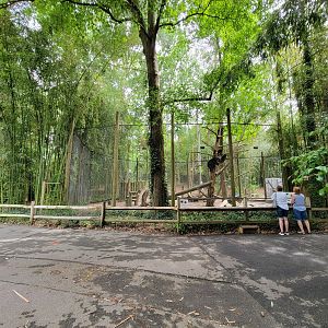 Salisbury - Andean bears