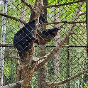 Salisbury - Andean bears