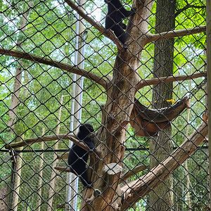 Salisbury - Andean bear cubs, one follows mom down, the other goes up