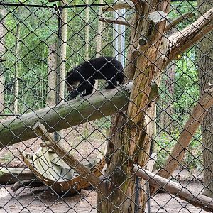 Salisbury - The favorite Andean bear cub