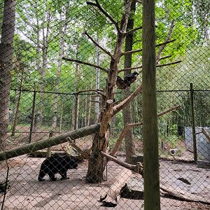 Salisbury - Andean bear mom wondering why her cubs didn't follow her