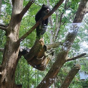 Salisbury - Andean bear cubs up a tree