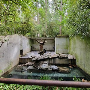 Salisbury - Andean bear male