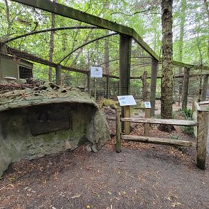 Salisbury - Beaver viewing, supposedly