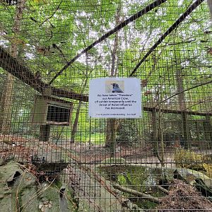 Salisbury - Crow off exhibit