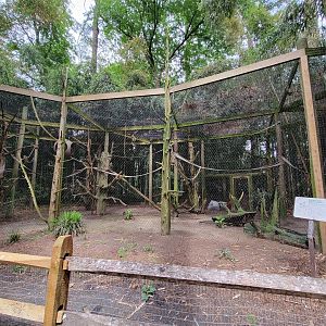Salisbury - Black-handed spider monkeys