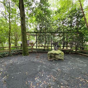 Salisbury - Bald eagles