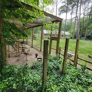 Salisbury - Bald eagles, south American yard