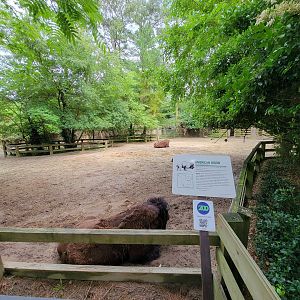 Salisbury - Bison yard