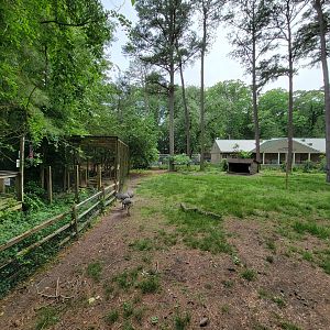 Salisbury - Bald eagles on left, South American yard, rhea visible