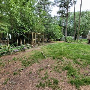Salisbury - South American yard with bald eagles next to it