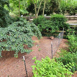Salisbury - Capybara hiding