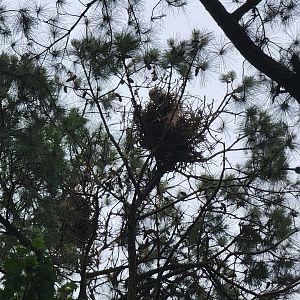 Salisbury - So many heron nests if you look up!