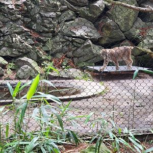 Salisbury - Canada lynx